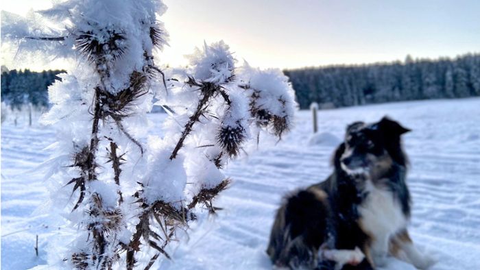 Väterchen Frost legt sich über die Natur