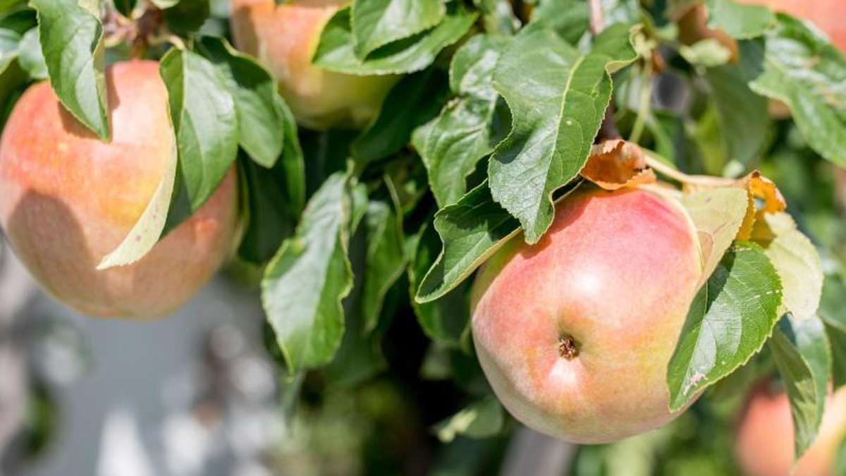 Thüringen: Griff nach süßem Apfel wird 89-Jähriger zum Verhängnis