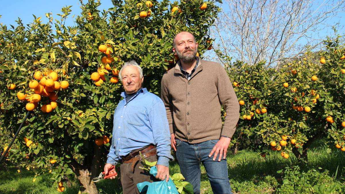 Zitrusfrüchte aus Italien: „Bionda“ – eine Orange macht ihren Weg