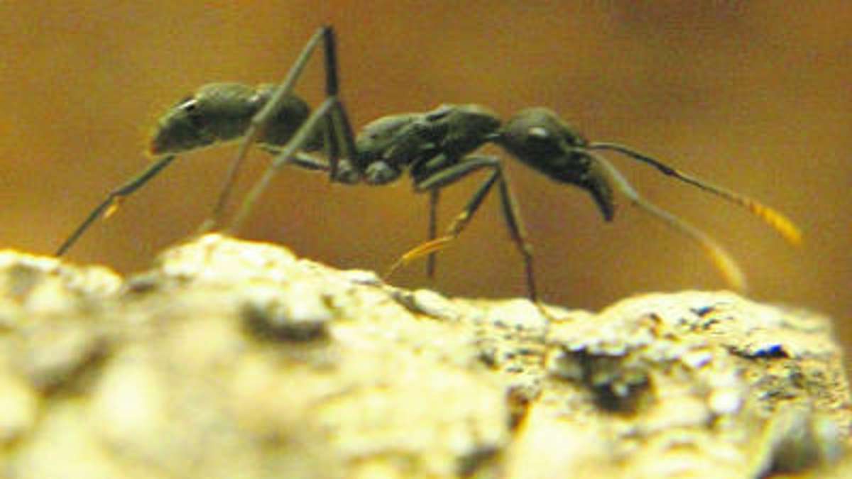 Zella-Mehlis: Von Ameisen und anderen  Attraktionen