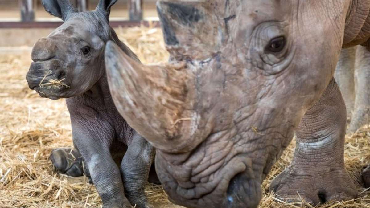 Thüringen: Nashorn-Junges im Erfurter Zoopark heißt «Kiano»