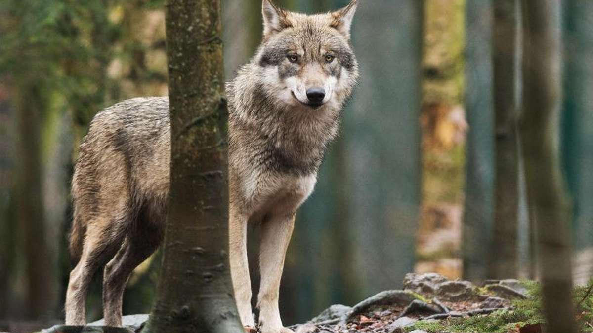 Thüringen: Männlicher Wolf auf Truppenübungsplatz in Ohrdruf unterwegs - erneut Schaf gerissen