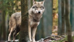 Meister Isegrimm überführt: Wolf tötet zwei Schafe im Wartburgkreis
