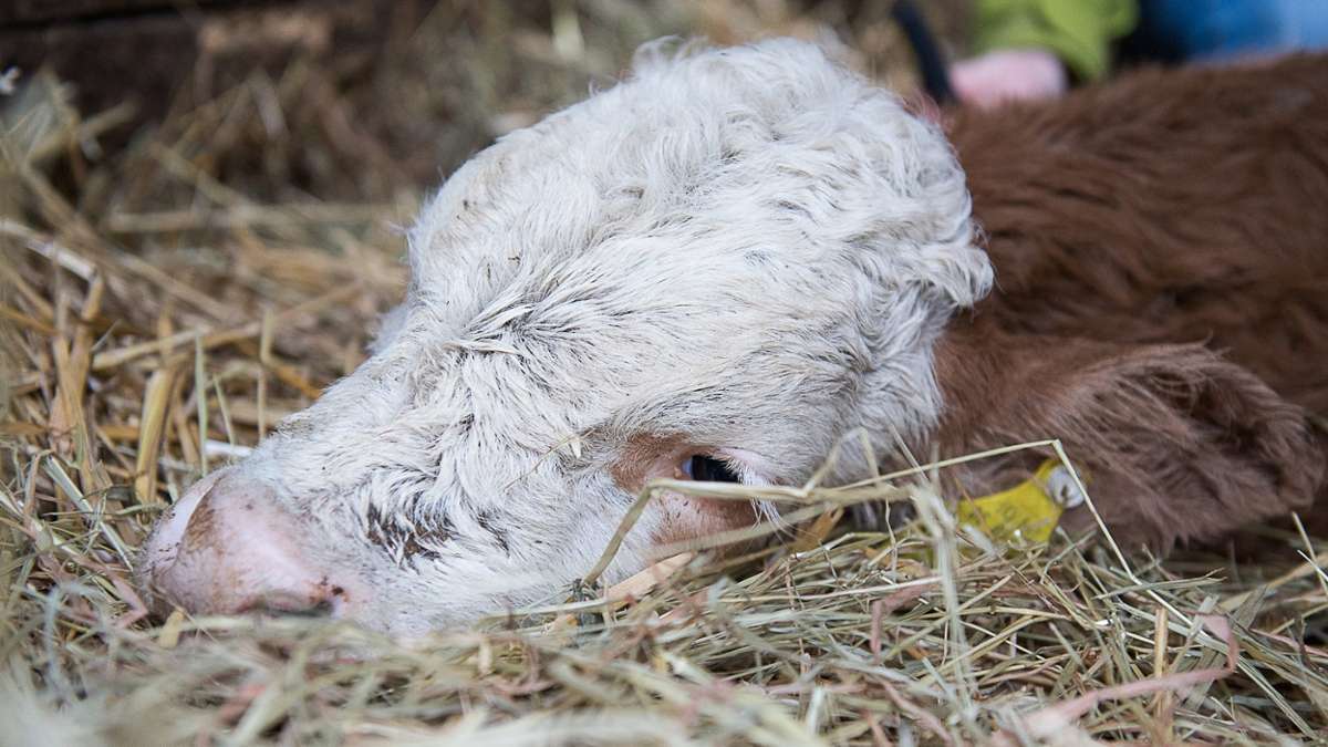 Von Muttertier getrennt: Diebe klauen fünf Wochen altes Kalb