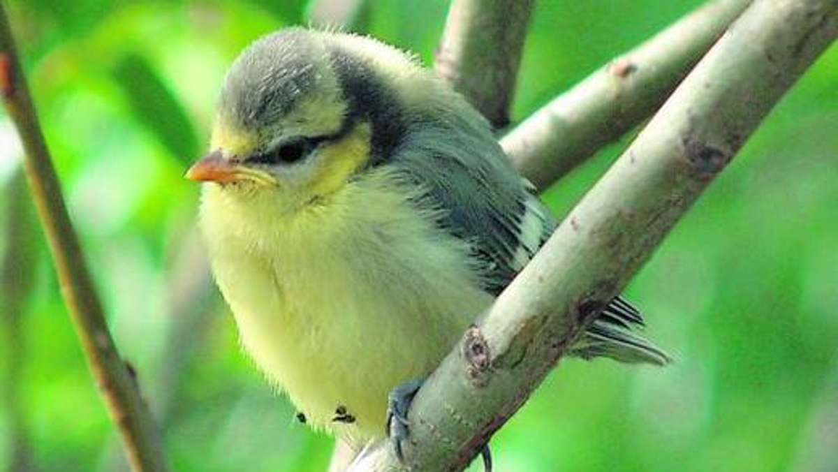 Ilmenau: Vogelstellerei ist strafbar, doch das schreckt nicht alle