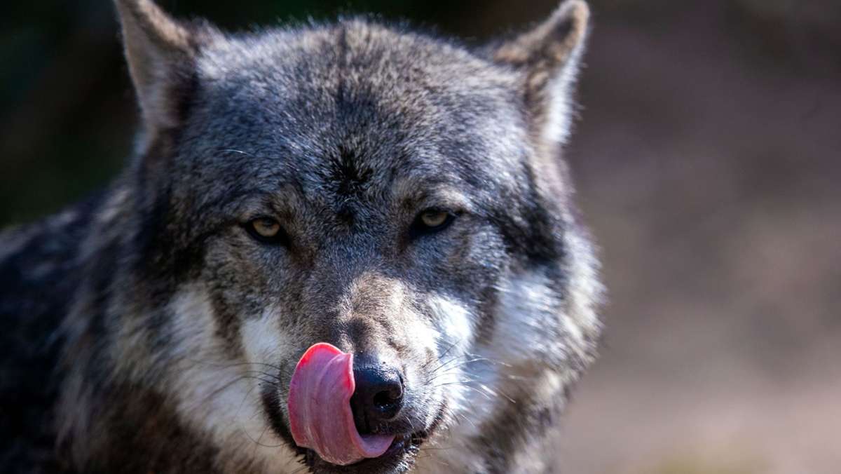 Wolf oder Hund gesichtet?: Wölfin bei Zella sesshaft geworden