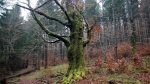8000-Euro-Büschel für den Hektar Wald