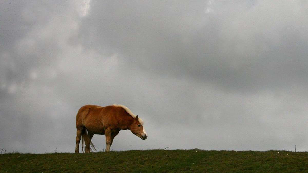 Thüringen: Pferd und Schaf reißen aus und suchen unter Autobahnbrücke Schutz