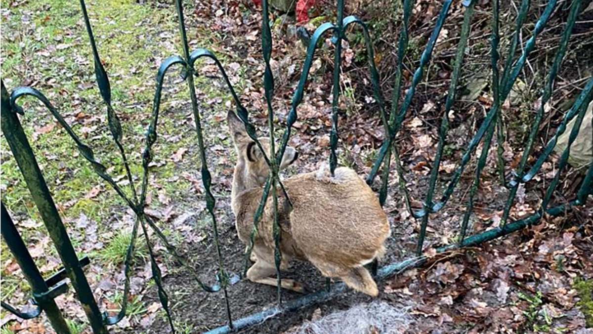 Rettungsaktion: Bambi bleibt im Zaun stecken