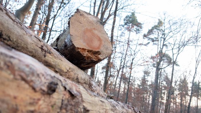 Waldarbeiter beim Baumfällen schwer verletzt