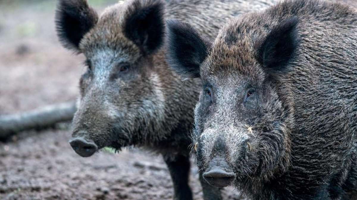 Erfurt: Forst fürchtet Schaden durch Schweinepest