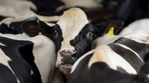 Krankheiten: Zweiter Mensch nach Kuh-Kontakt mit Vogelgrippe infiziert