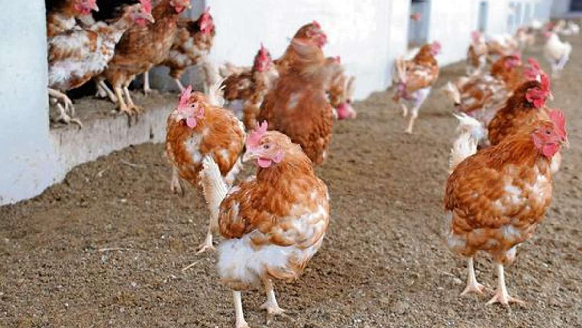 Bad Salzungen: Eier von glücklichen Hühnern?