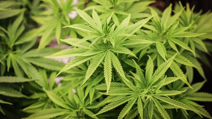 Haftbefehl wegen Handels mit Cannabis