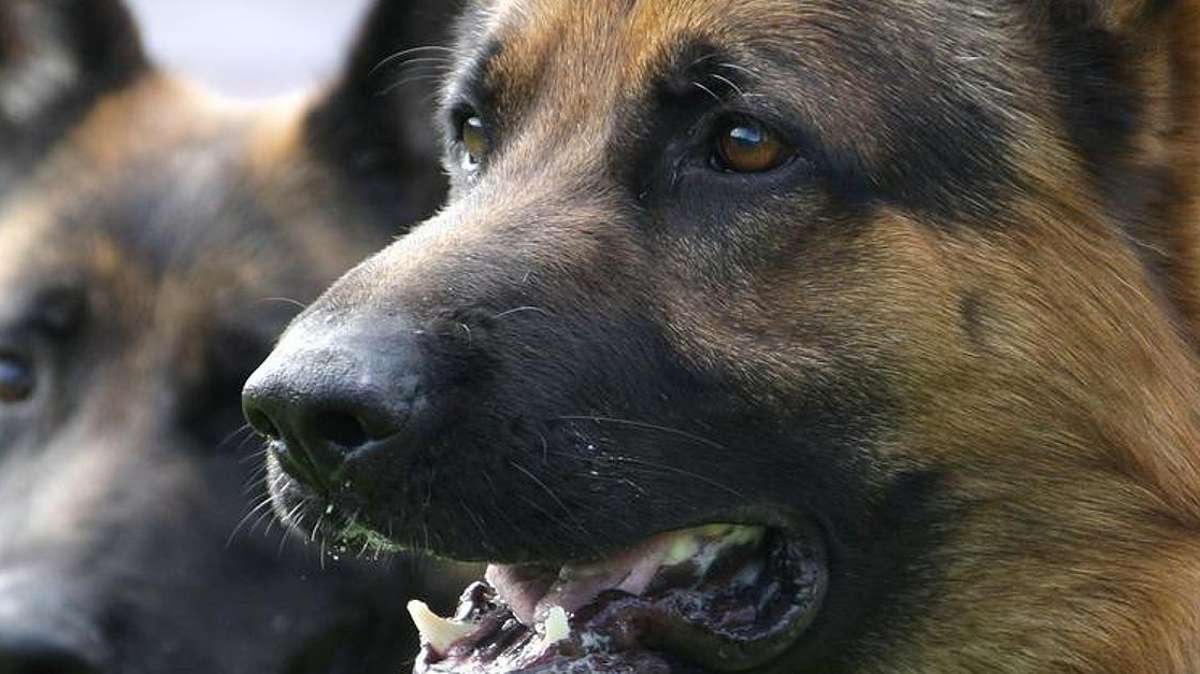 Hildburghausen: Schäferhund zerbeißt Vierjähriger das Gesicht