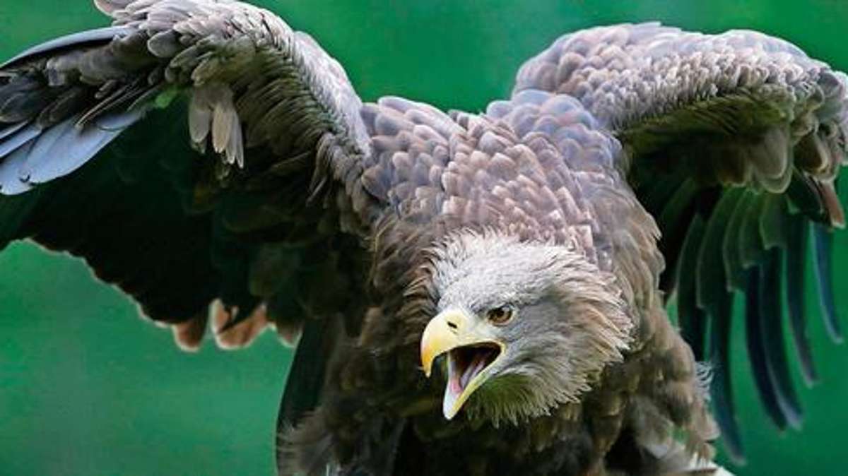 Bad Salzungen: Adler fliegt mit voller Wucht gegen Windschutzscheibe; Falkner wird gerufen