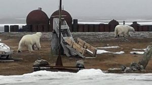 Wieder Eisbär-Alarm am Nordpolarmeer