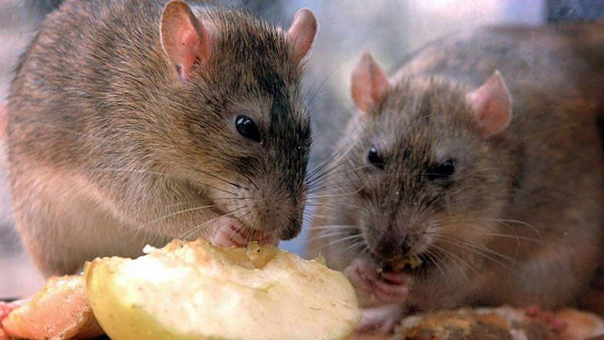 Thüringen: Kontrolleure finden Ratten im Lokal und tote Insekten im Brot