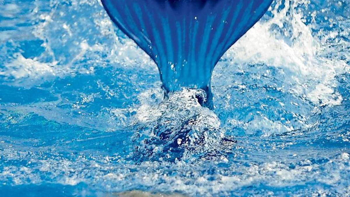 Suhl: Meerjungfrauen-Wettkampf: In die Flosse, fertig, los!
