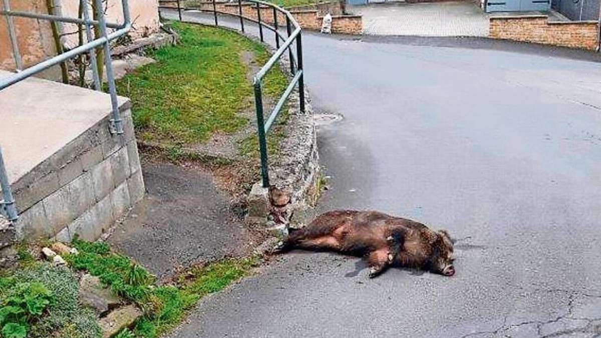 Grimmelshausen: Wildschwein stirbt auf der Straße