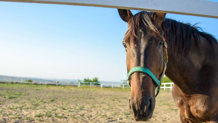 Tierschänder verletzt Pferde - offenbar mehrmals