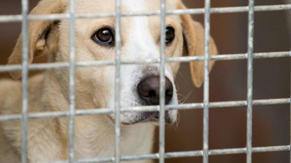 Thüringen: Unfassbar: Hund wird gleich zweimal entführt