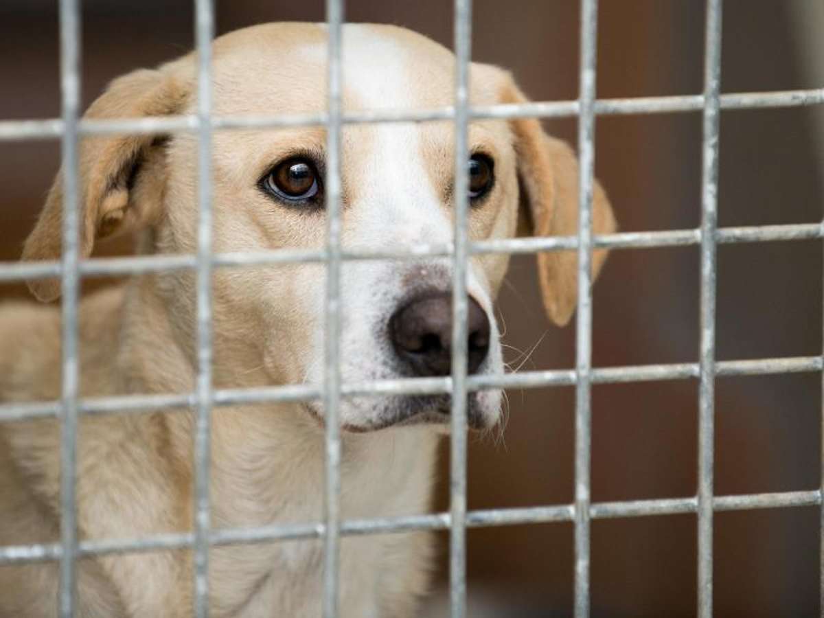Ein Hund steht mit scheinbar traurigen Augen hinter einem Gitter in einem Tierheim (Symbolbild). Foto: Archiv/Inga Kjer, dpa-tmn