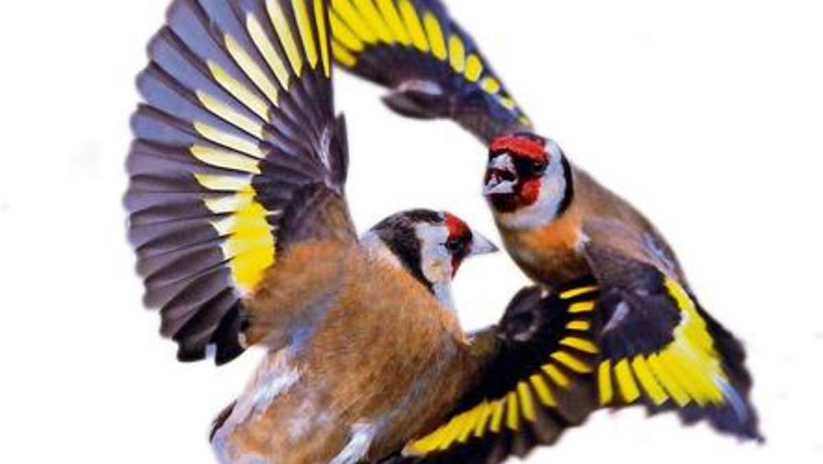 Schmalkalden: Kleiner Stieglitz kommt groß raus bei den Gartenvögeln