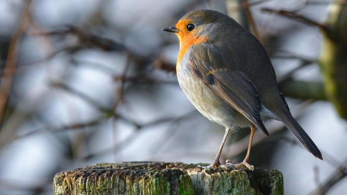 Thüringen: «Stunde der Gartenvögel» - Nabu ruft zur Vogelzählung auf