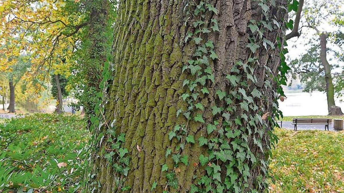 Bad Salzungen: Baumschutzsatzung deutlich gelockert