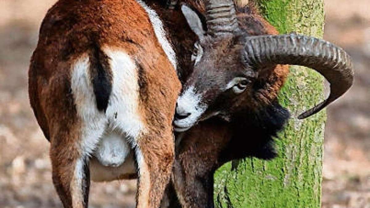 Schmalkalden: Die Jäger sollen mehr Mufflons schießen