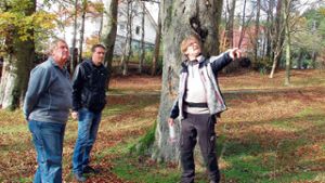 Im Morbacher Park müssen Bäume weichen