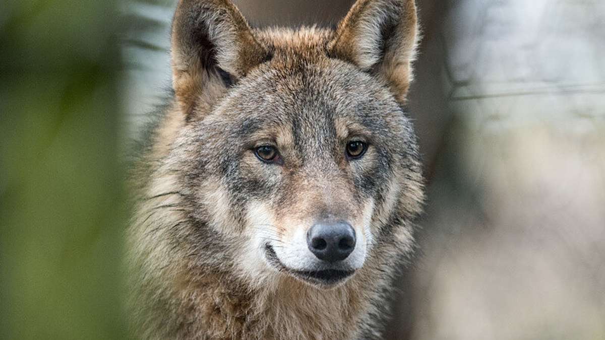 Bad Salzungen: Wolfsnachweis: Spur der Fähe führt nach Brandenburg