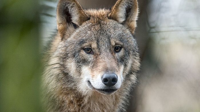 Ministerium will Abschussgenehmigung für Wölfin verlängern