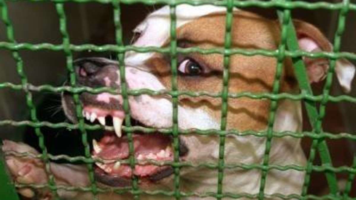 Thüringen: Tierschützer fordern Führerschein für alle Hundehalter