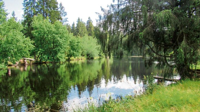 Wandern zum Ochsenbacher Teich