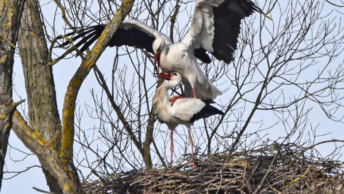 Barchfeld: Nestloses Storchenpaar weiß sich zu helfen