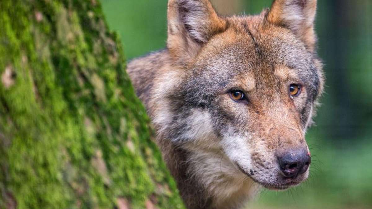 Thüringen: Ohrdrufer Wölfin im Visier - Abschussantrag wird geprüft