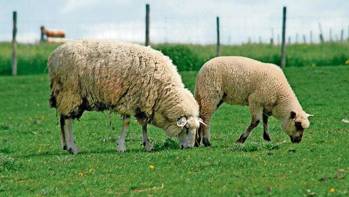 Thüringen: Drei Schafe am Rande des Truppenübungsplatzes gerissen