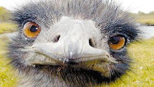 Strafanzeige nach Abschuss eines ausgebüxten Emus
