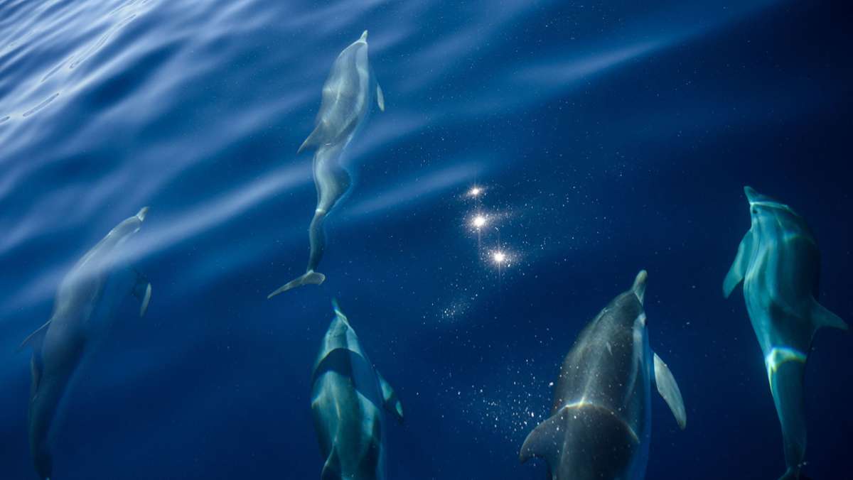 Empörung über  Jagd auf Färöer-Inseln: Hunderte Delfine in Fjord getrieben und getötet