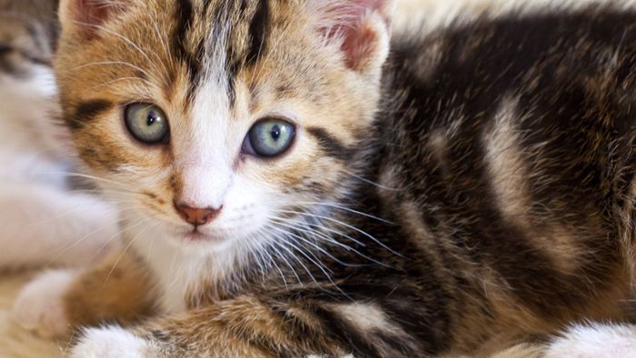 Wohnung in desolatem Zustand: Zehn junge Katzen in Coburg gerettet
