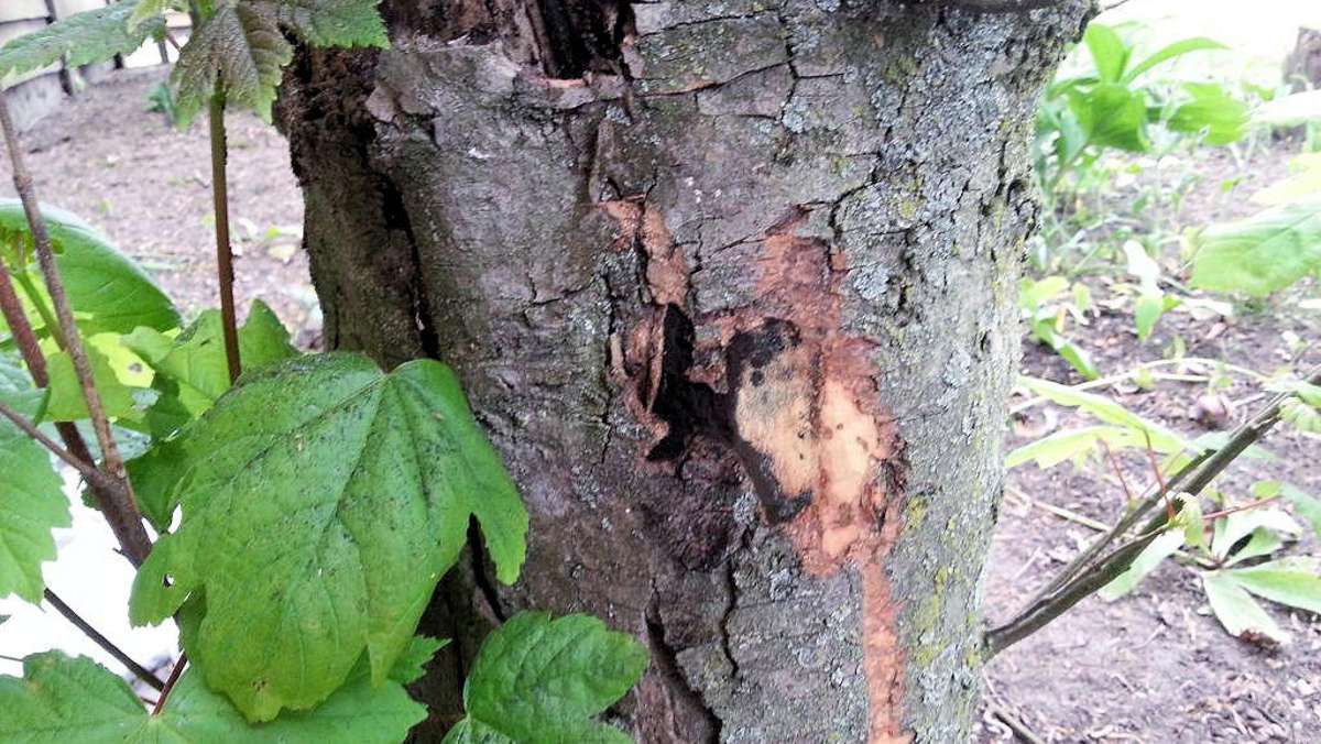 Wirtschaft: Gefährlicher Baumpilz erstmals auch in Thüringen entdeckt