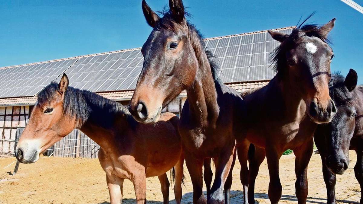 Buchenhof: Die Pferde interessiert Corona nicht
