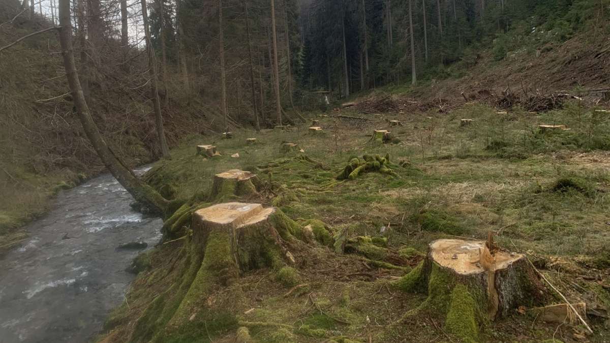 Zur Forstsituation: Ein Wald im Ausnahmezustand