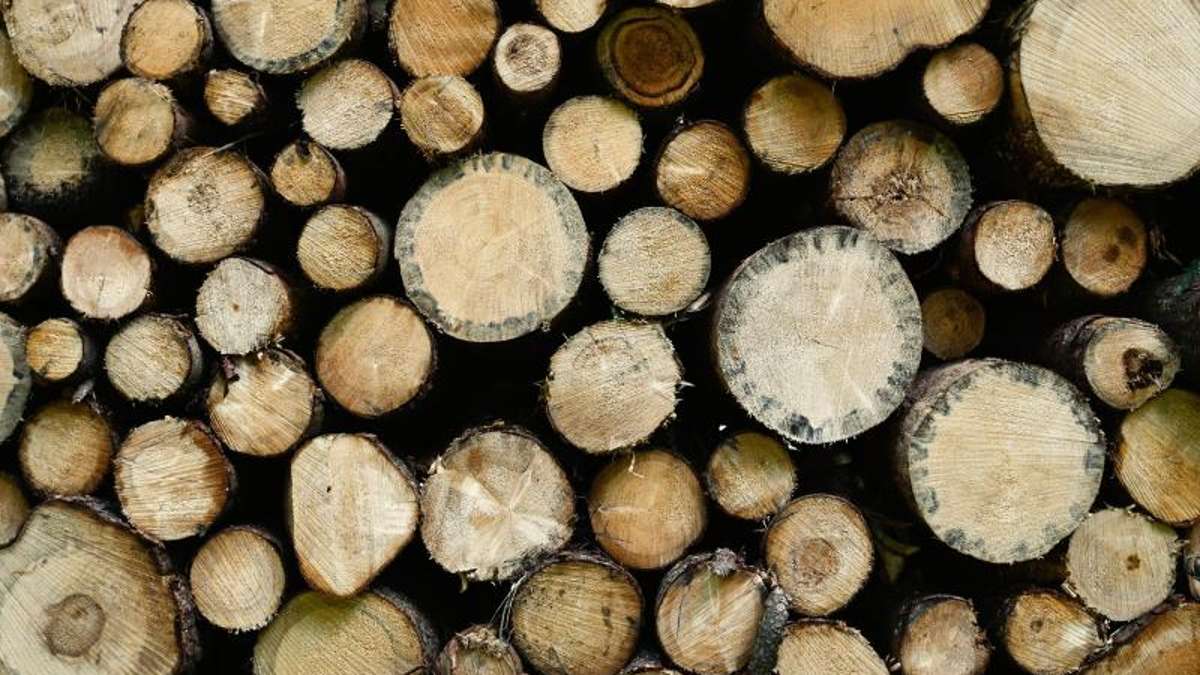Thüringen: Corona-Krise trifft auch Waldbesitzer - Forderung nach Staatshilfen