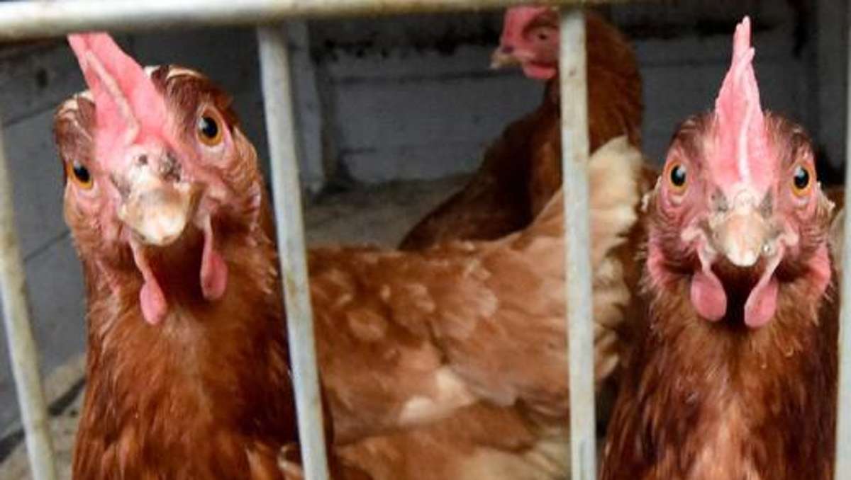 Wirtschaft: Bislang kein Verdachtsfall von Vogelgrippe in Thüringen