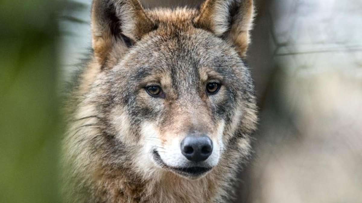 Ilmenau: Mufflon im Ilm-Kreis von bayerischem Wolf gerissen
