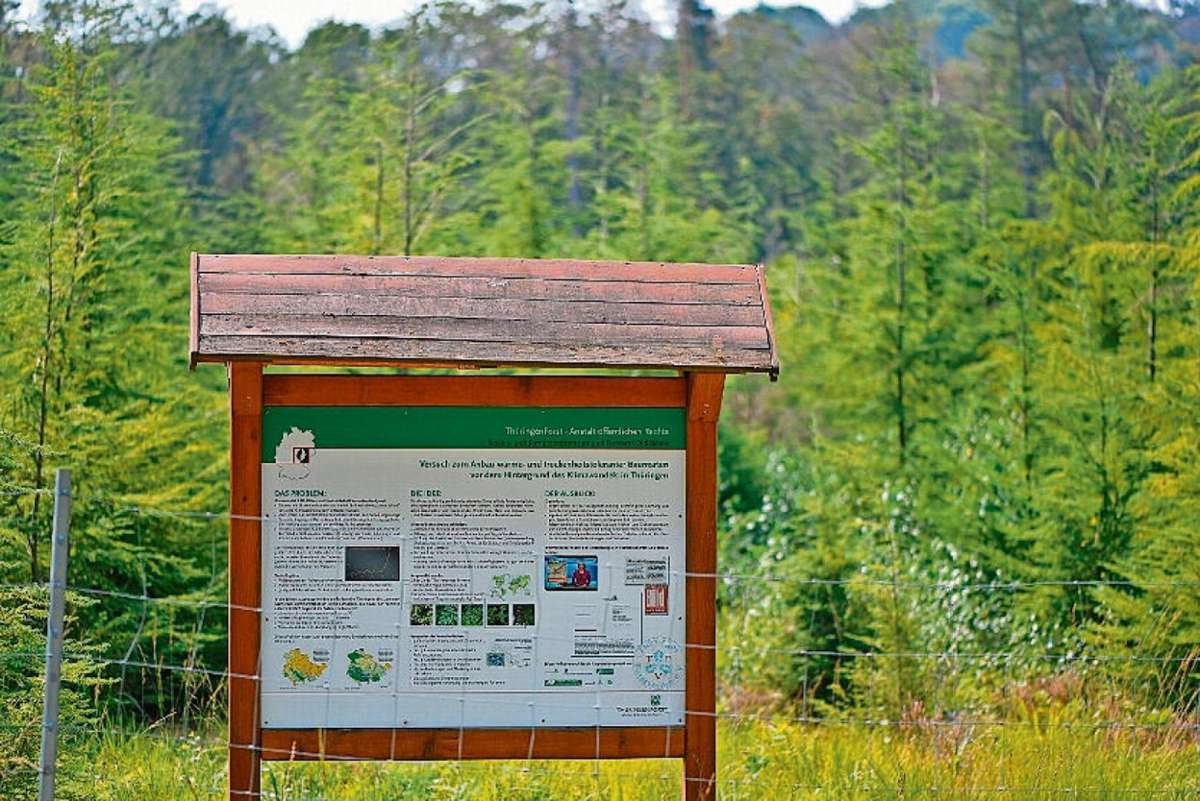 Was steht denn da? Eine Tafel informiert vor einer Versuchsfläche des Forstlichen Forschungs- und Kompetenzzentrums zur Klimaanpassung. Dabei geht es um den Anbau fremdländischer Baumarten als Baustein einer Klimastrategie.