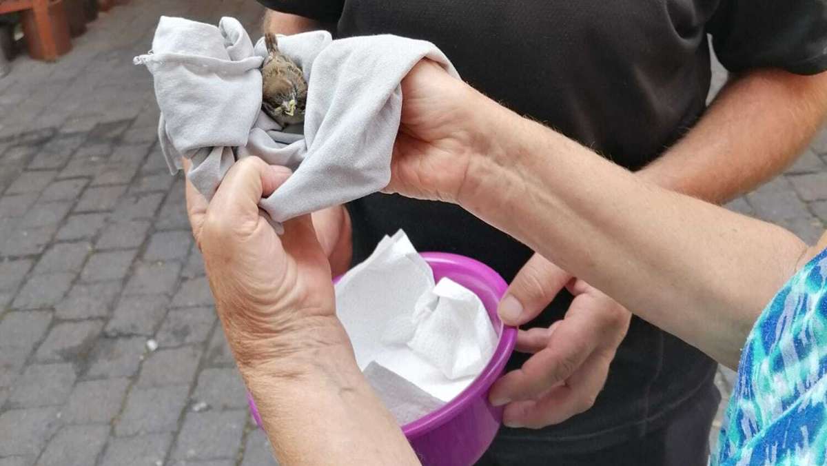 Vor der Tür gefunden: Eine Handvoll Vögelchen gerettet